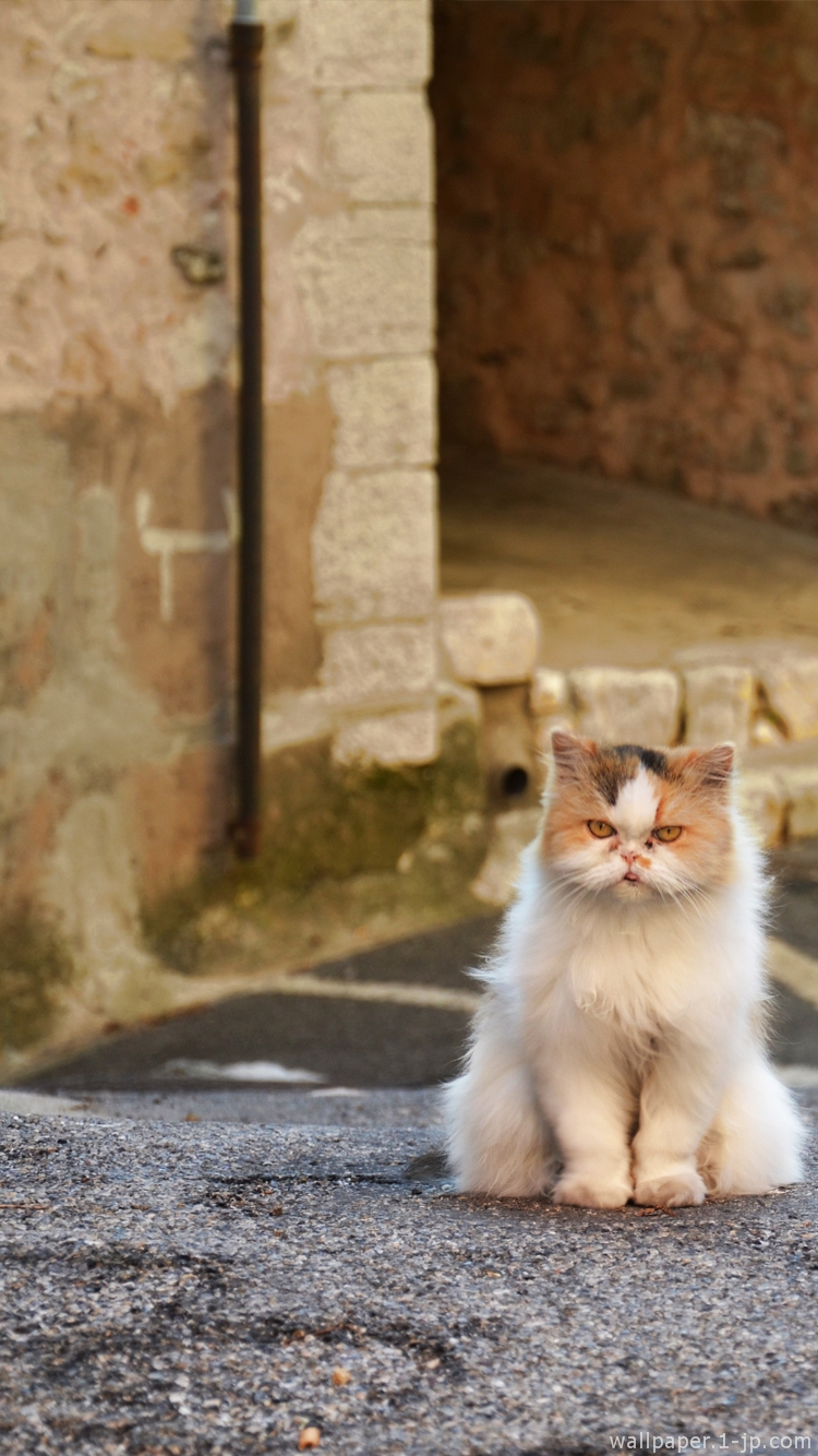 画像 めっちゃ可愛い猫のスマホ用壁紙まとめ 随時更新 Naver まとめ