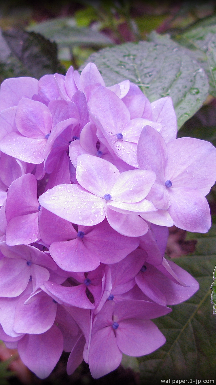 綺麗な花 紫陽花待ち受け スマホ壁紙