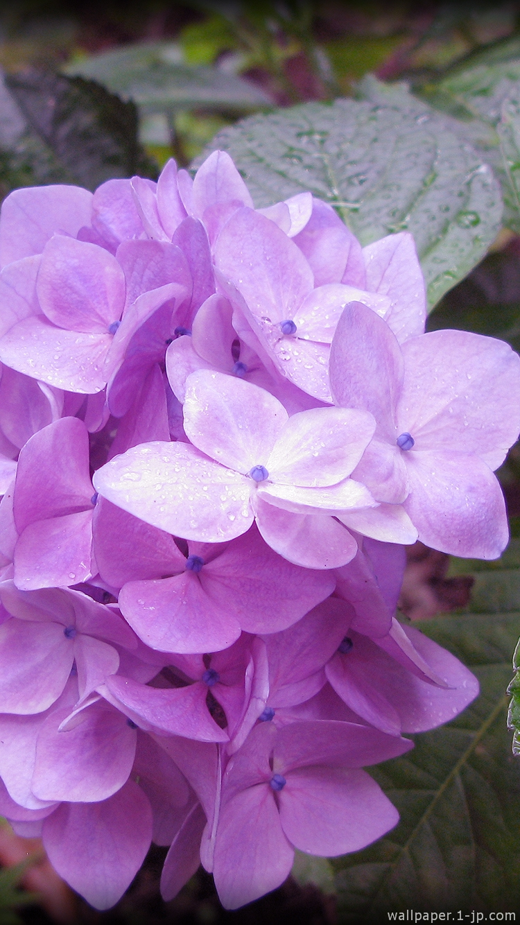 75 Iphone6 紫陽花 壁紙 最高の花の画像