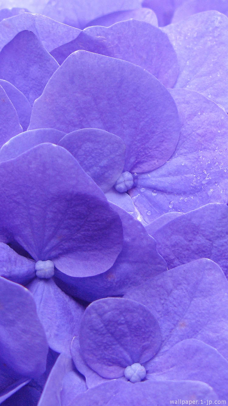 紫の花 紫陽花写真待ち受け スマホ壁紙