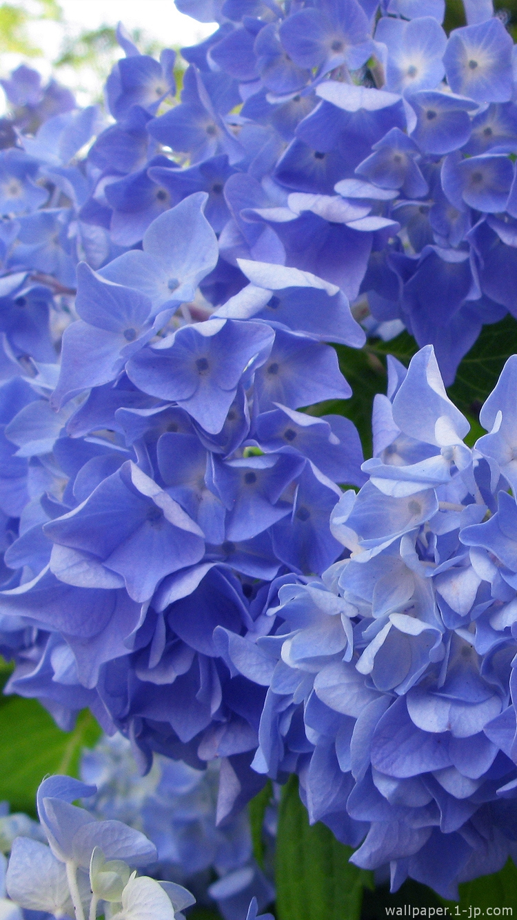 紫陽花 花写真待ち受け スマホ壁紙