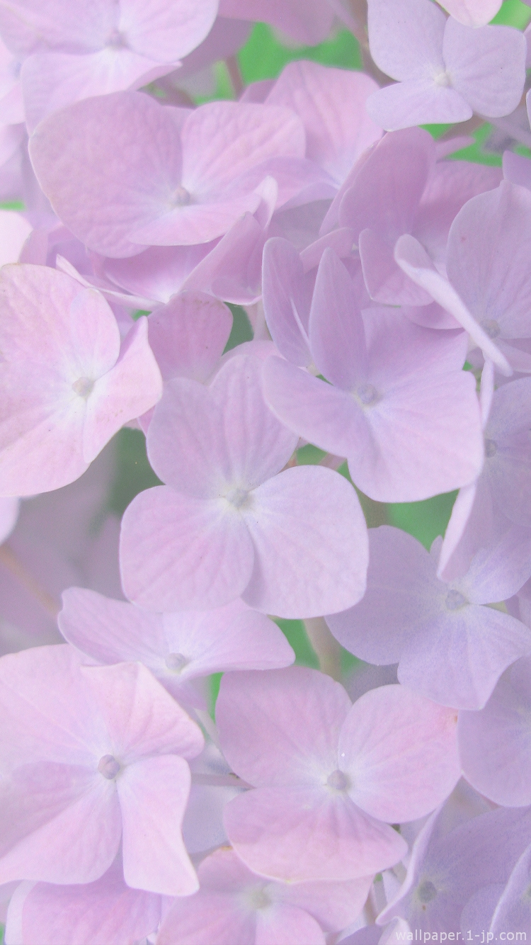 75 Iphone6 紫陽花 壁紙 最高の花の画像