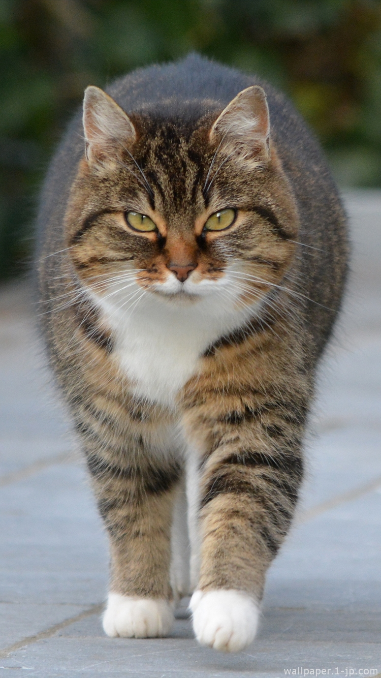 人気ダウンロード 待ち受け 猫 可愛い 壁紙 Iphone あなたのための赤ちゃんの画像