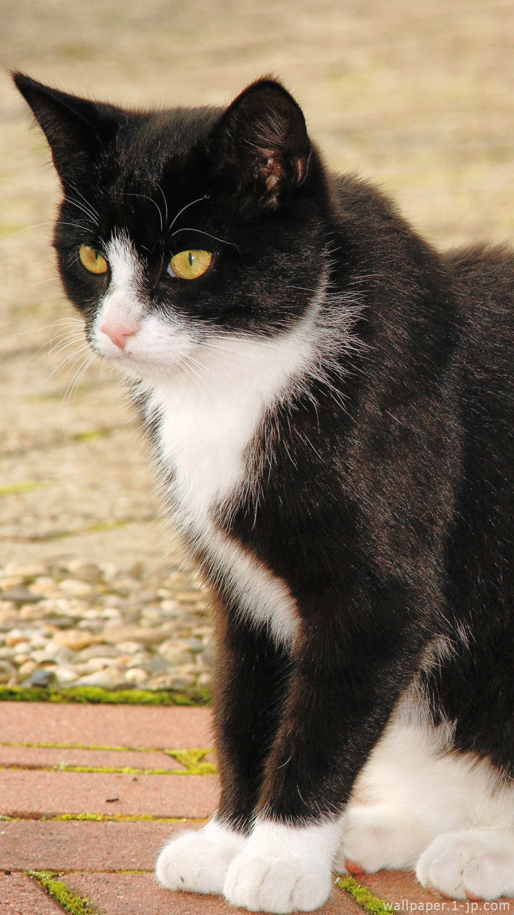 可愛い子猫 白黒ネコ待ち受け スマホ壁紙