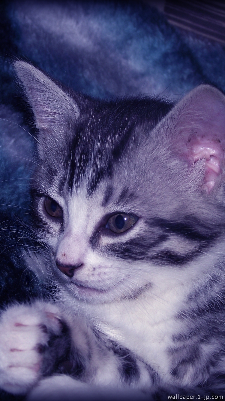 かっこいいネコ写真 可愛い猫写真待ち受け スマホ壁紙