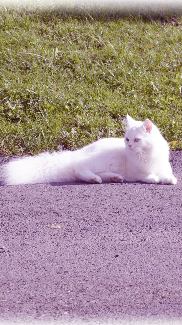 かわいい猫画像 無料猫写真待ち受け スマホ壁紙