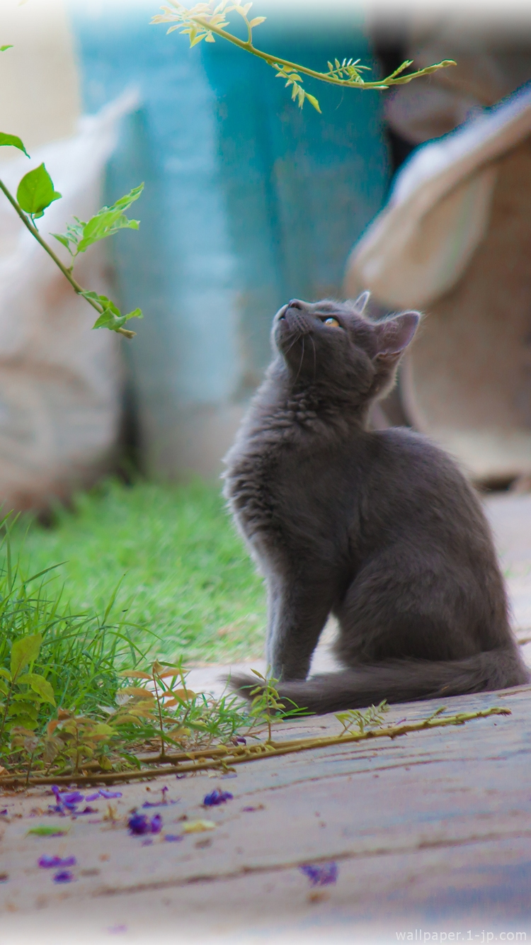 ネコ目線 可愛い猫写真待ち受け スマホ壁紙