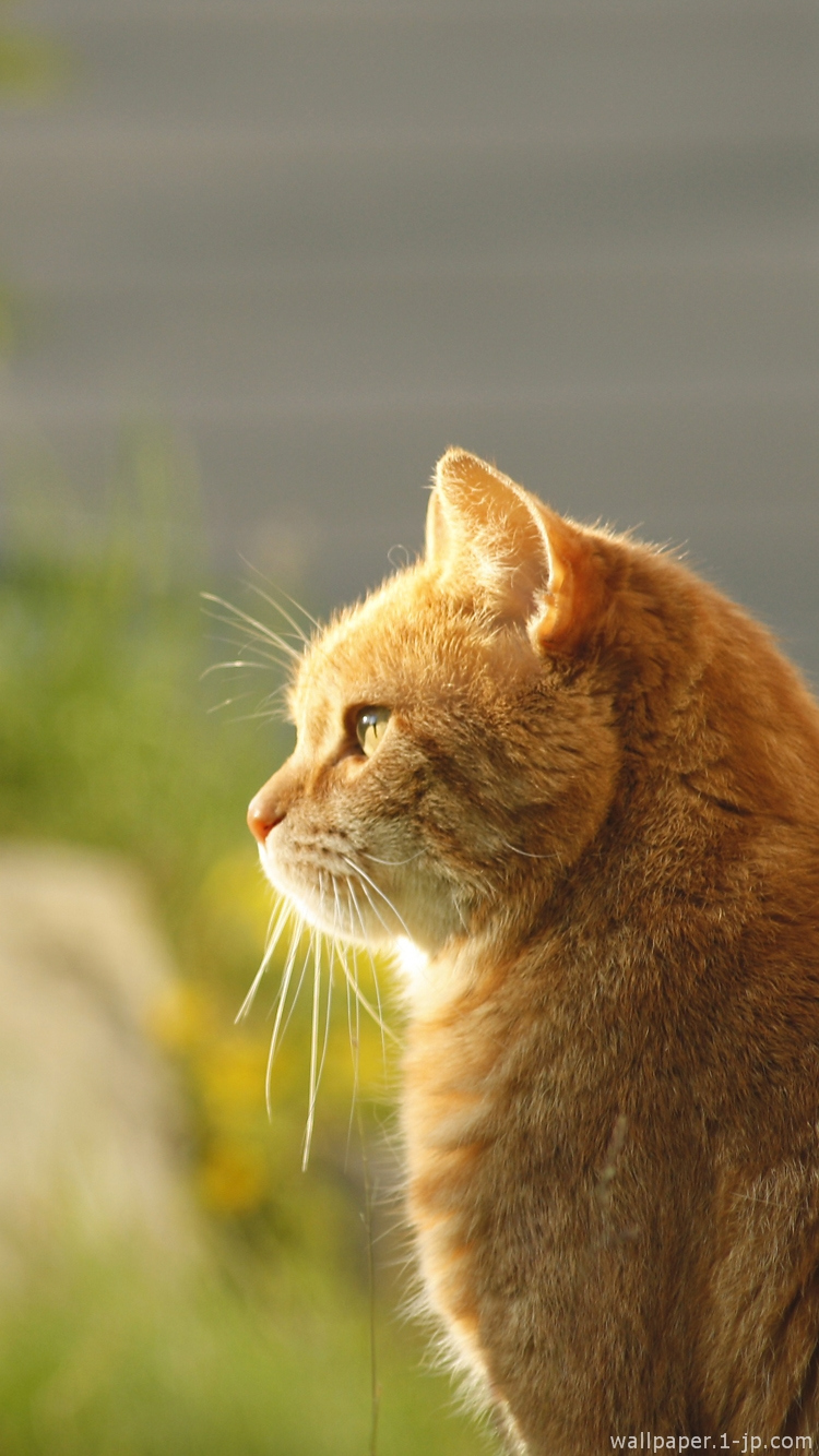 最も人気のある 猫 壁紙 かっこいい