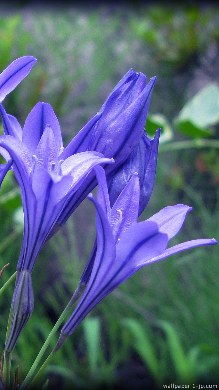 花写真 かっこいい花待ち受け スマホ壁紙