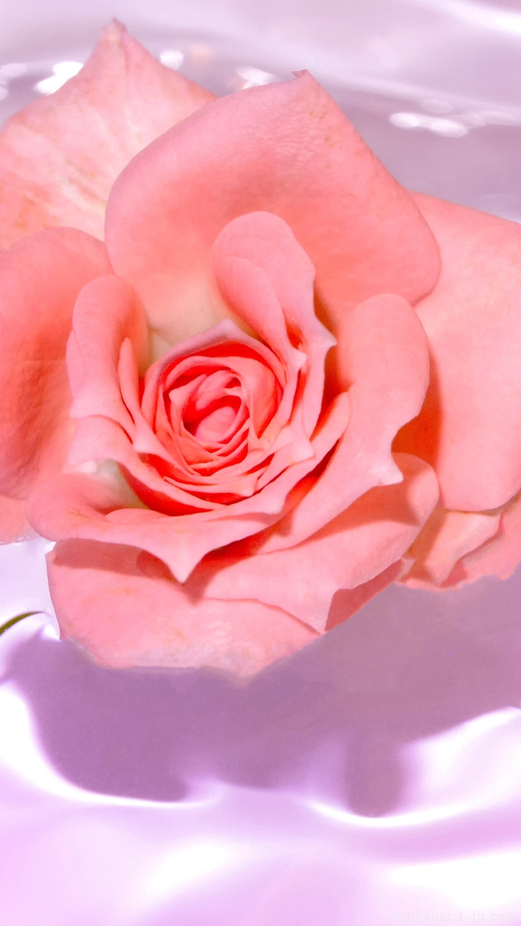 画像 待ち受け 綺麗 な 花 画像 無料 素敵な花のベストギャラリー