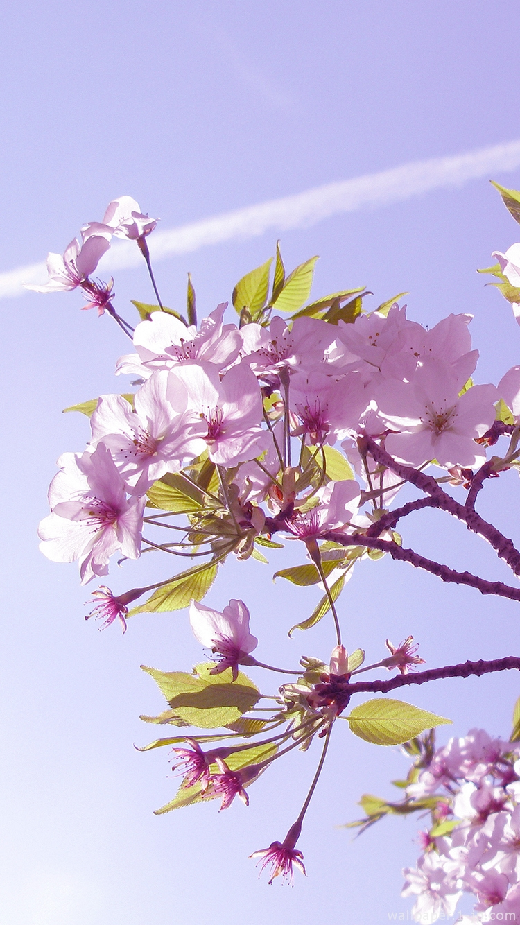 桜写真 かっこいい花の待ち受け スマホ
