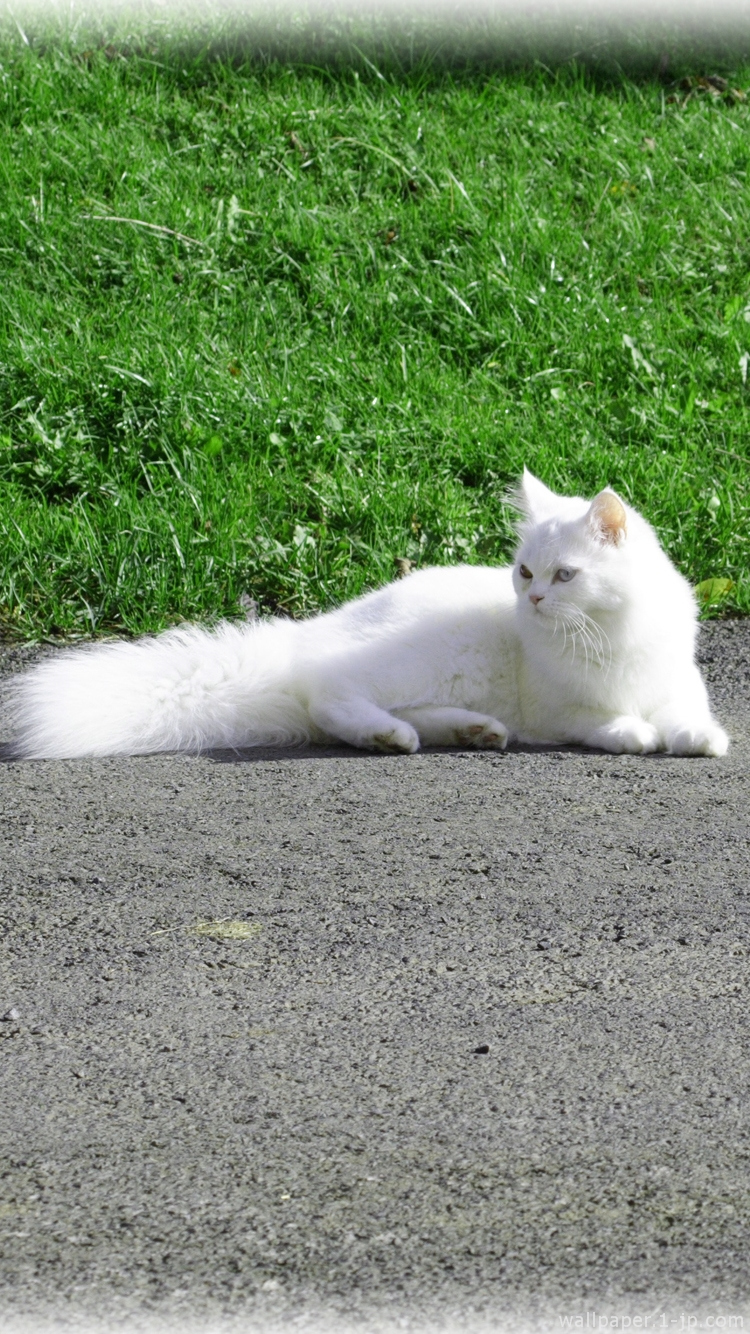 かわいい白猫 花びら写真の待ち受け スマホ