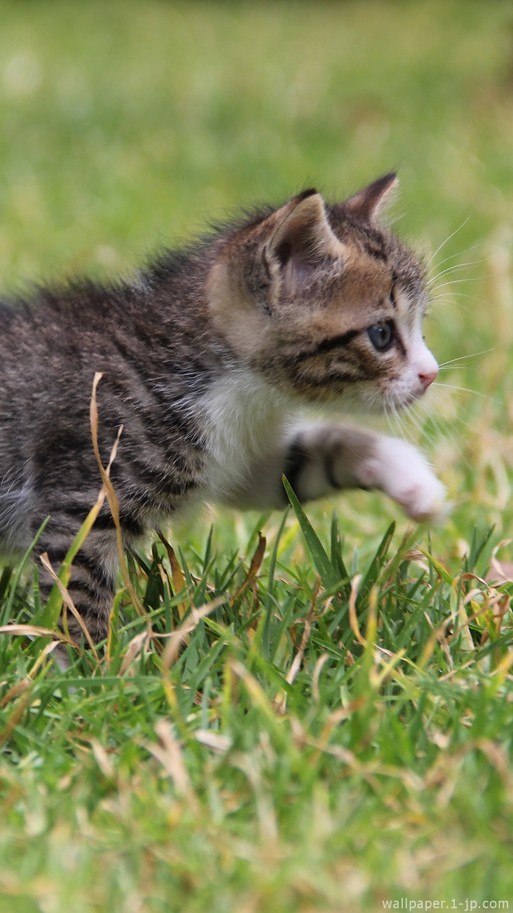 かっこいい宇宙 かわいい子猫の待ち受け スマホ