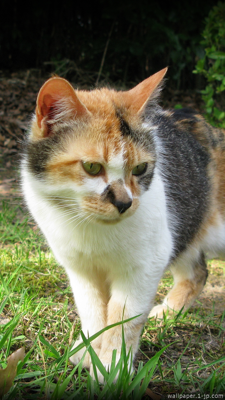 三毛猫 チューリップの待ち受け スマホ