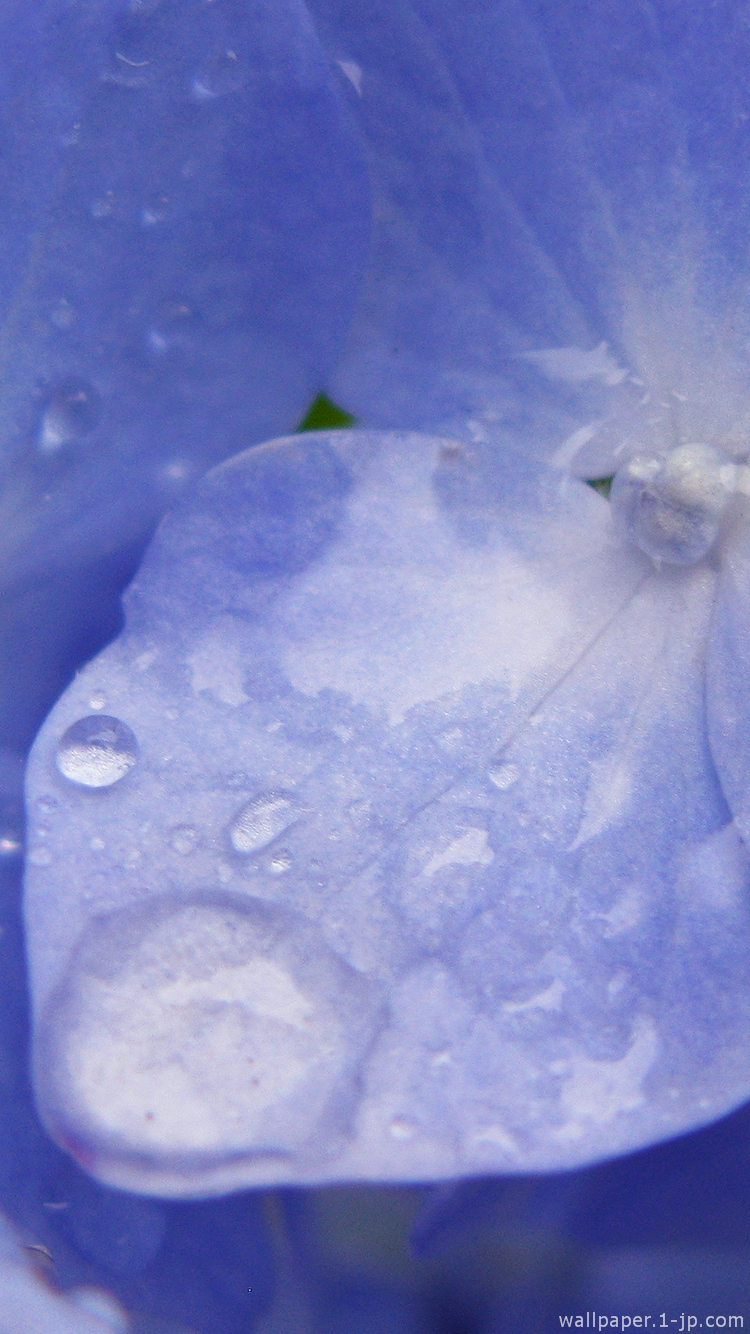 人生 壁紙 スマホ 青い花