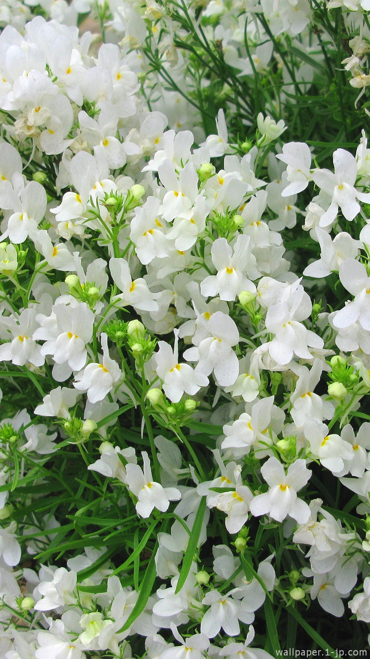 50 Iphone 壁紙 白 花 すべての美しい花の画像