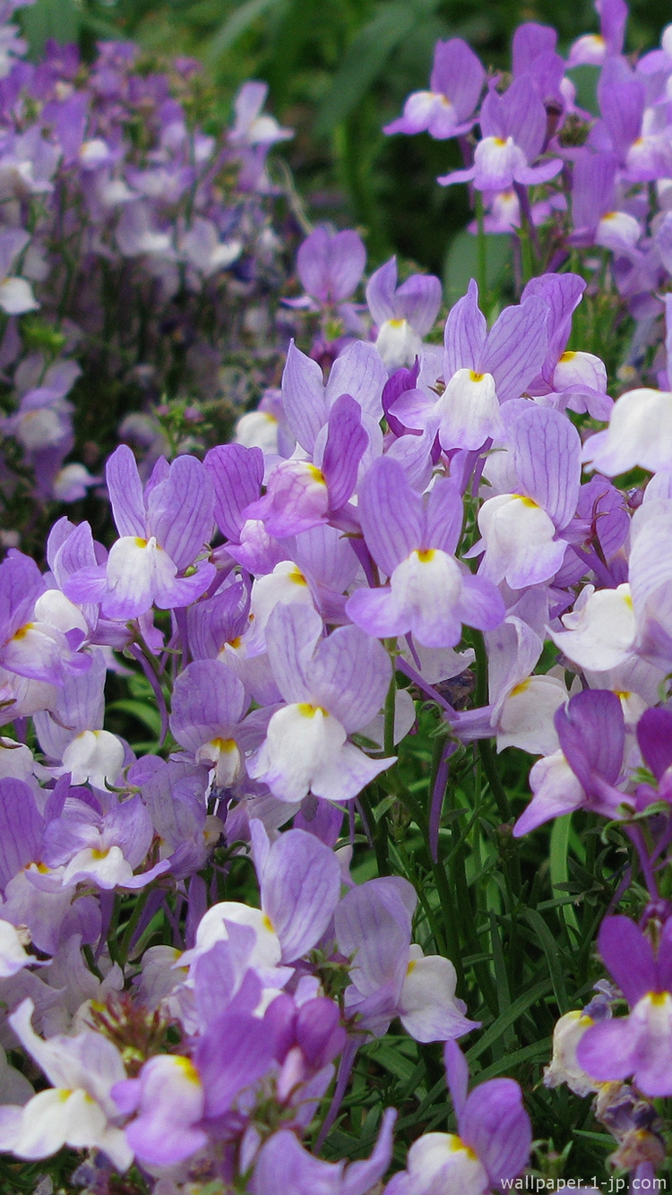 かっこいい画像 紫色の花の待ち受け スマホ