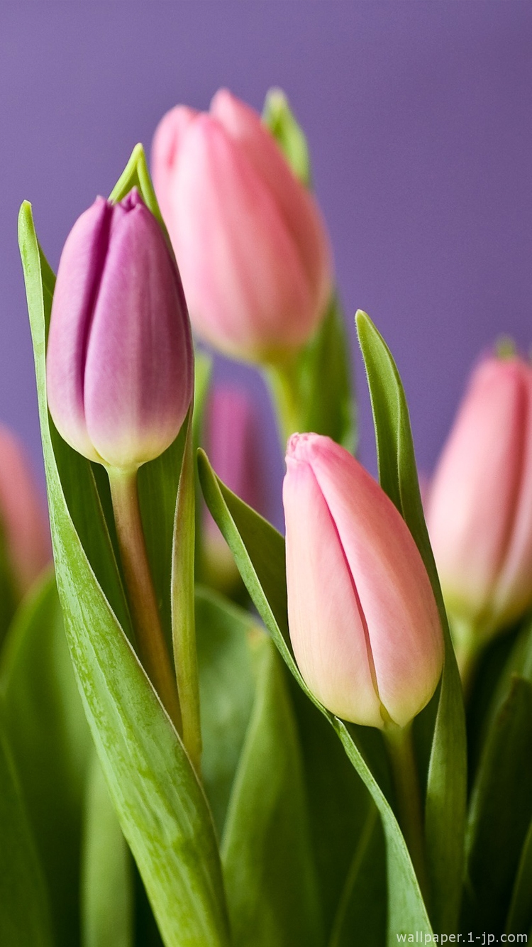 すべての花の画像 これまでで最高のチューリップ 壁紙