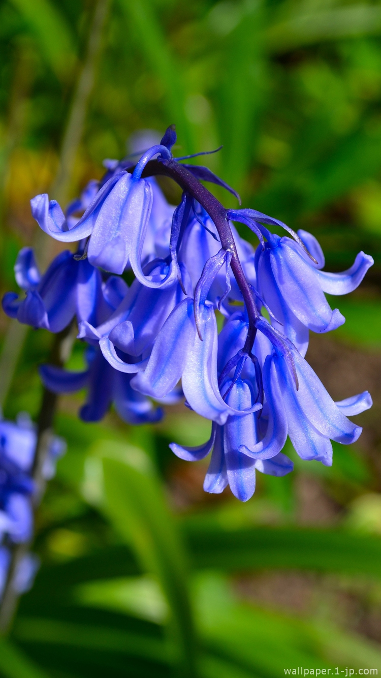 綺麗な花 花びら写真の待ち受け スマホ